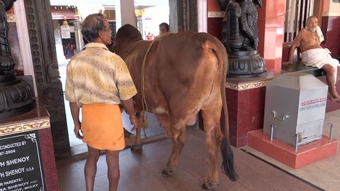 UDUPI, KARNATAKA, INDIA  – FEBRUARY 16, 2014: 
Senior pastor at barefoot entering with the bull in the hindu temple