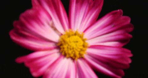 Focus on pink cosmos flower on a black
