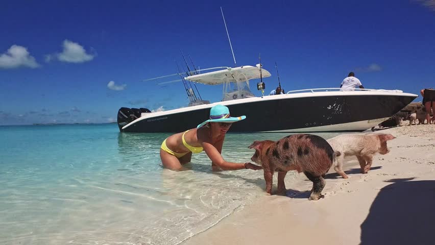 Wild, swimming pig contact with tourists on Big Majors Cay in Bahamas.