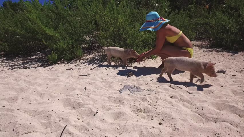 Wild, swimming pig contact with tourists on Big Majors Cay in Bahamas.
