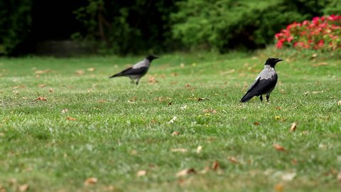 Hooded crows in the park