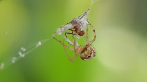Spider Webbing Ant (HD). Orb Weaver spider capturing a red ant in its web. 
