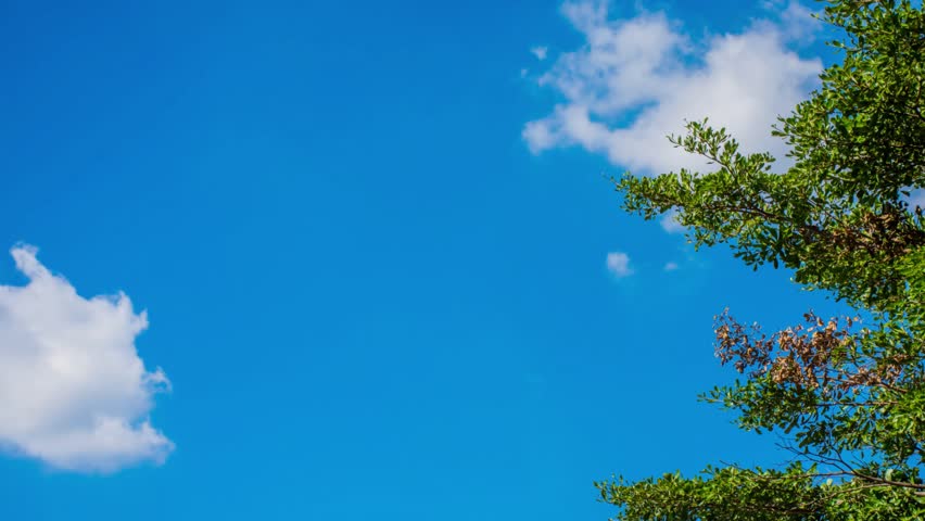 Tree against the sky