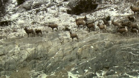 Long shot of a group of male and female Big Horn Sheep standing around on a rocky Mountain side with snow.