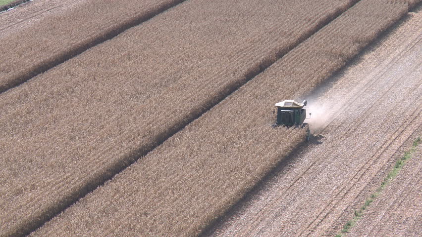 An elevated view of a combine harvesting corn