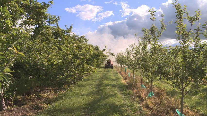 A sprayer applying pesticides to an apple orchard front on view