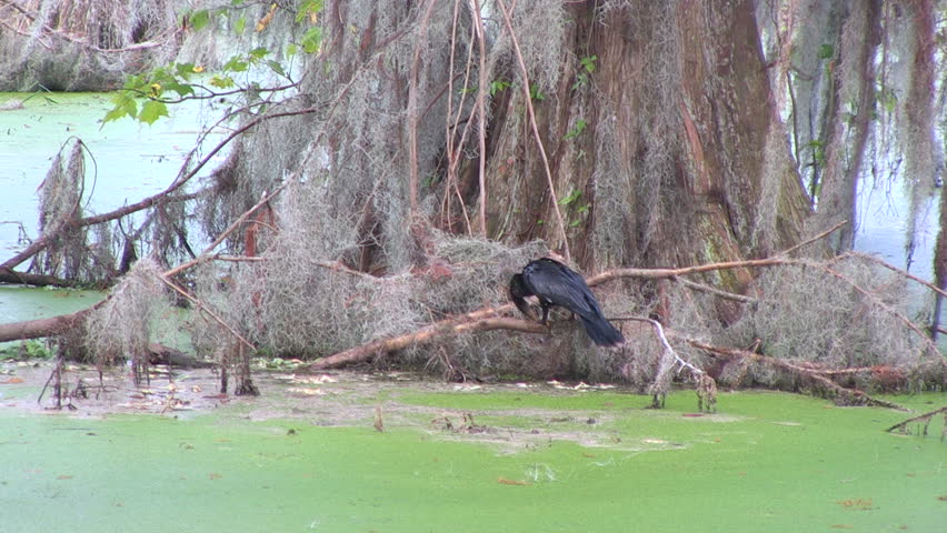 Ahinga bird fights fish