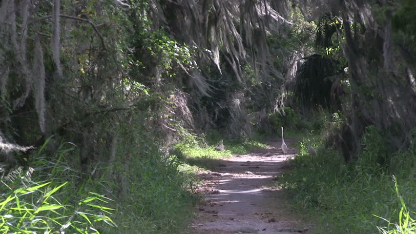 Herons on a hiking path in nature preserve Circle B Bar near Lakeland, Florida