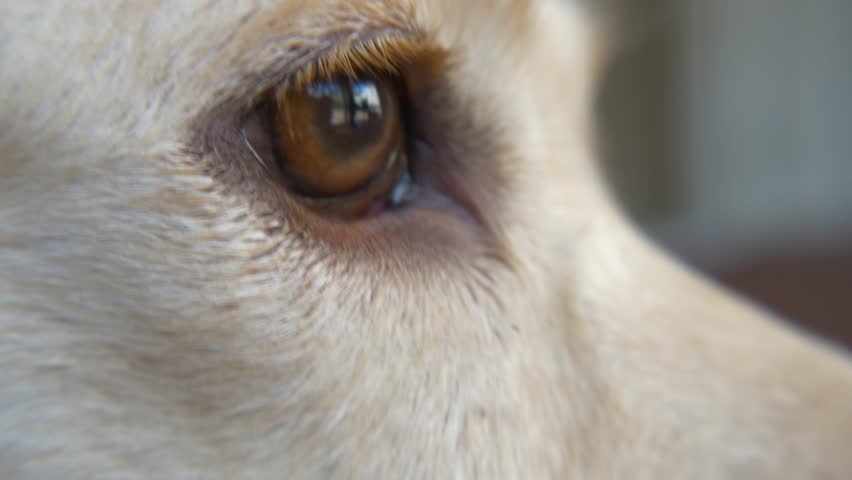 Closeup of Dog's Eye as He Falls Asleep, 4K | Shutterstock HD Video #21296485
