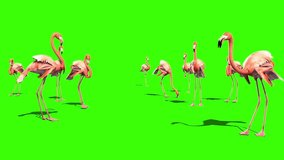 Pink Flamingo Group Green Screen