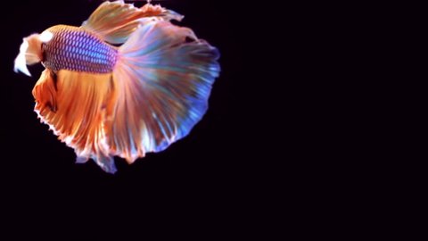 Colourful Thai Fighting Fish or better known as Siamese fighting fish Betta Splendens