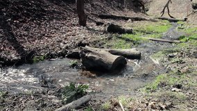 Water torrent in the forest brook with first green grass alongside. During Spring begans, nature awaking Landscape