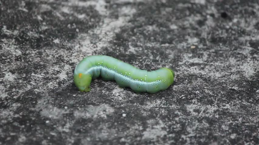 Зеленый червь оригинал