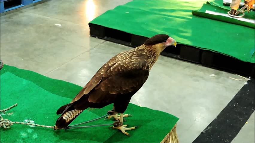 Caracara bird.