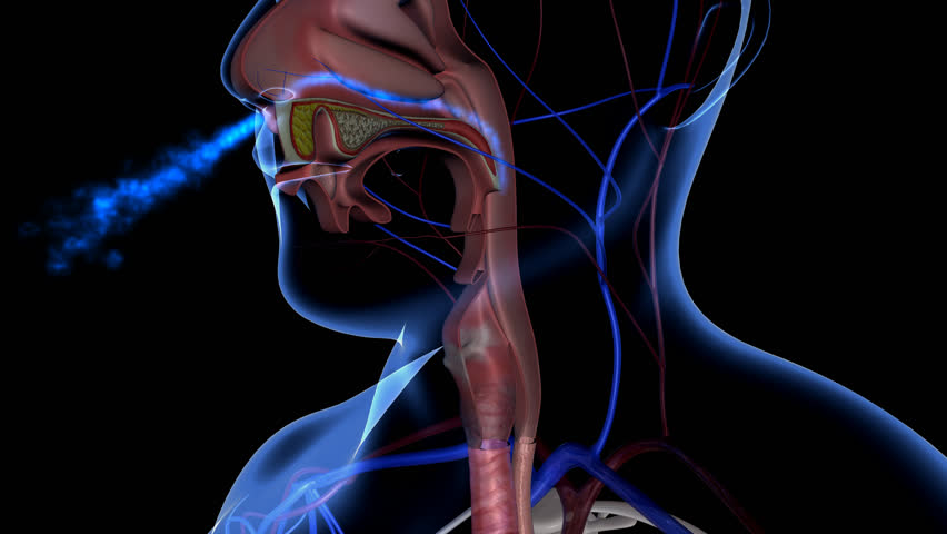 Дыхательная система фото