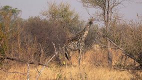 Giraffes in Hwange National Park (Zimbabwe)