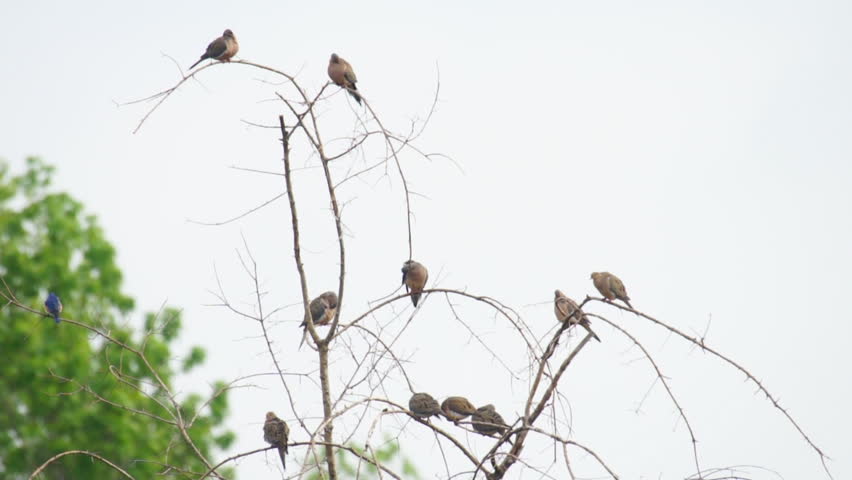 Mourning Dove roosting tree
