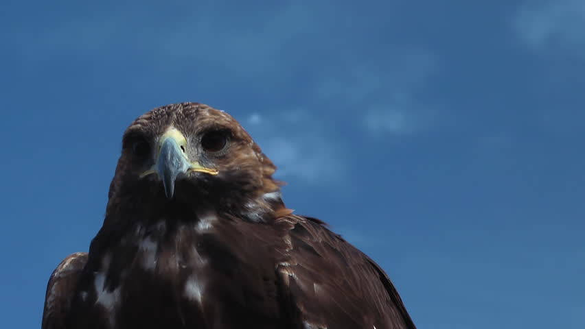 Golden Eagle Aquila Chrysaetos is observing you on on a windy and sunny day with beautiful almost clear, blue sky in the mongolian steppe.