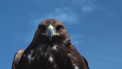 Golden Eagle Aquila Chrysaetos is observing a you on a windy and sunny day with beautiful and almost clear, blue sky in the mongolian steppe.