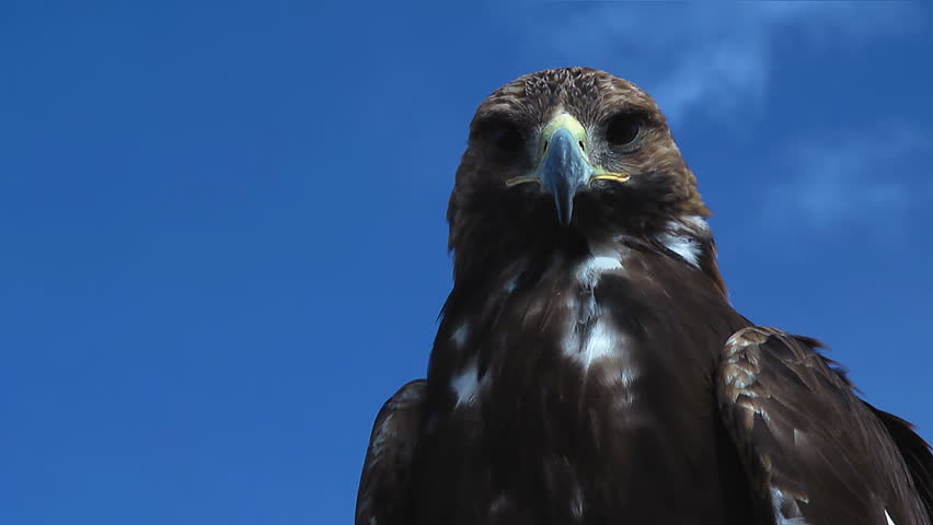 Aquila Chrysaetos on a windy and sunny day with light clouds in the mongolian steppe is observing you.