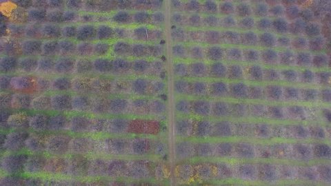 Aerial video of autumn garden fields