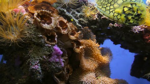 Tropical Reef Close Up (HD). Tropical fish tank close up showing coral and anemone. With a yellow reef fish.