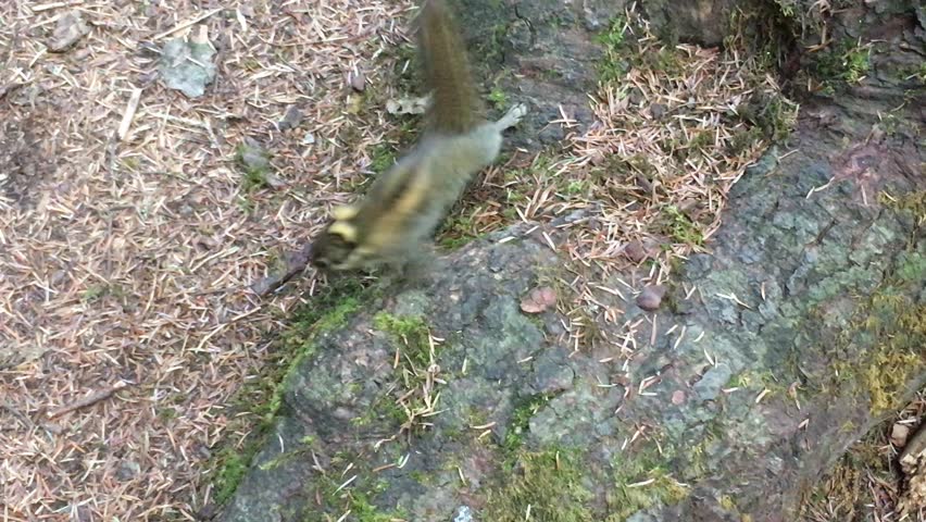 Cute Squirrels  in the autumn forest around tree in  Huanglong national park of Sichuan,China 