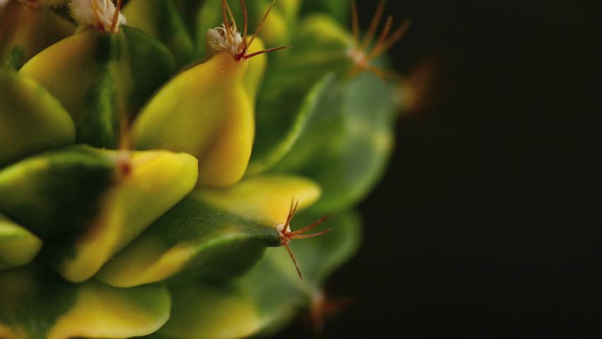 Video Editing of succulent variegated, Low key picture of multiply flowers cactus cv. variegated on black background, Bees pollinated, Selective focus light and shadow. Space for text.