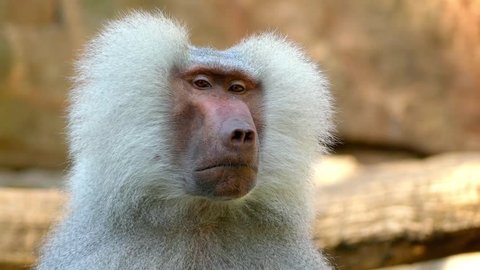 Mother And Baby Japanese Macaque Video De Stock 100 Libre De Droit Shutterstock Mother And Baby Japanese Macaque Video De Stock 100 Libre De Droit Shutterstock