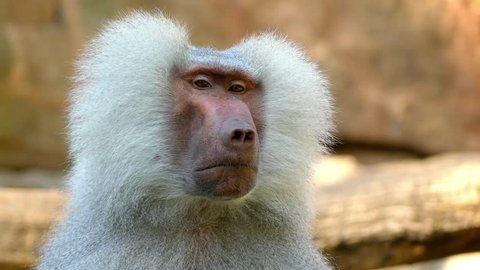 Mother And Baby Japanese Macaque Video De Stock 100 Libre De Droit Shutterstock