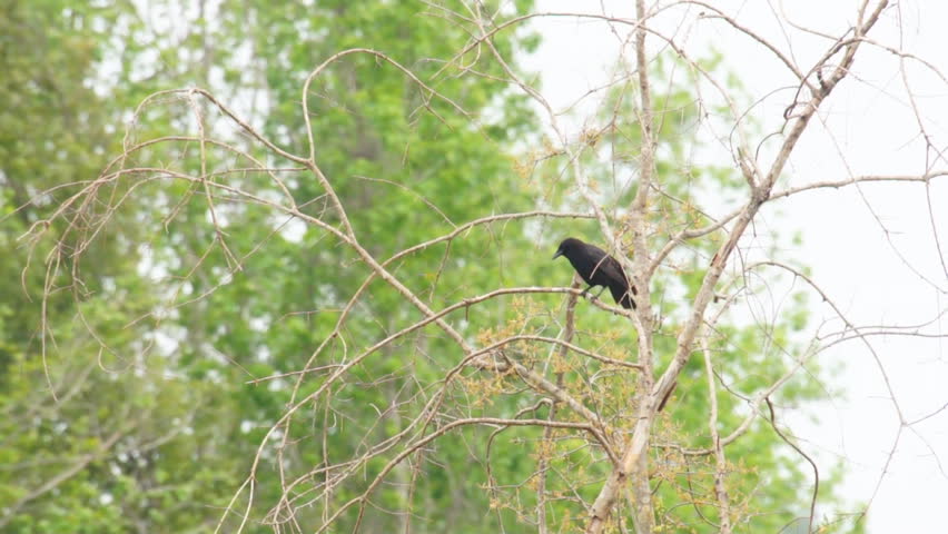 American Crow vocalizing
