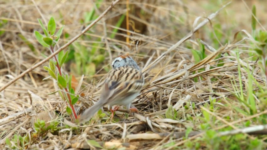 Chipping Sparrow is a small southern songbird