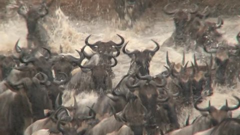 Wildbeests crossing the Mara River