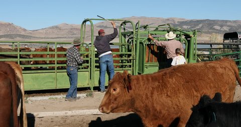 SANPETE, UTAH - NOV 2016: Cattle rancher vaccinate checking health cow herd. Veterinarian performs pregnancy check. Checks health of the cattle herd. Agricultural business and family farms.
