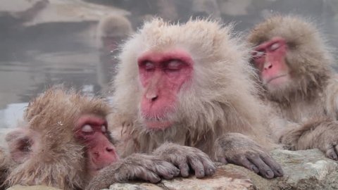 Snow monkey in Japan. It is a wild monkey that enters a hot spring.