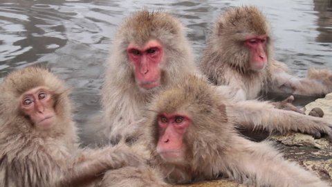 Snow monkey in Japan. It is a wild monkey who enters a hot spring in winter. The body is warm and sleepy.