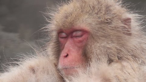 Japanese Macaque Snow Monkey Itching Video De Stock 100 Libre De Droit Shutterstock