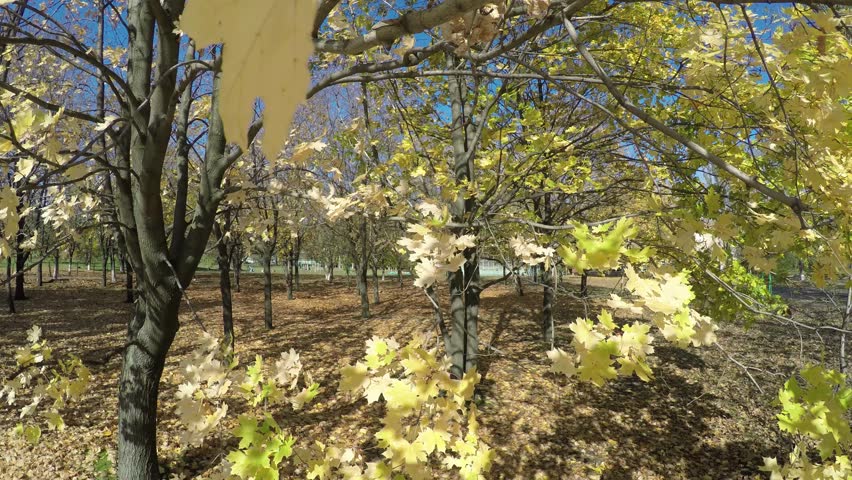 Autumn painted tree closeup with it