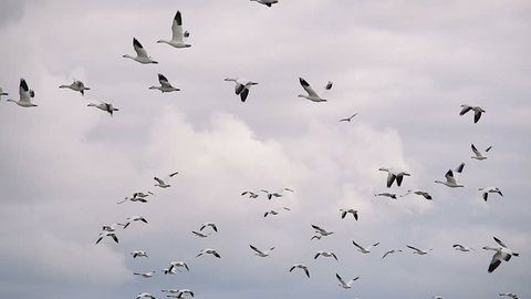 Flock of White Wild Goose
Flock of White Wild Goose flying in the sky