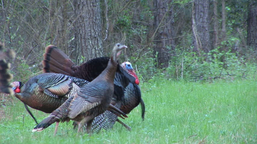 Wild Turkey courtship display in spring