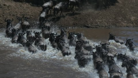 tracking shot of wildebeest crossing the mara river in masai mara game reserve, kenya