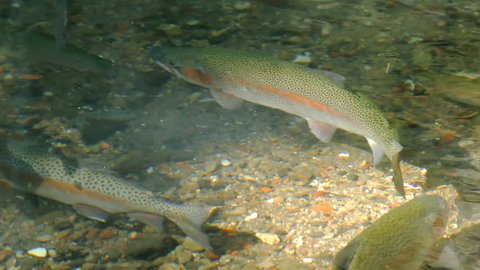 Rainbow Trouts Swimming. Rainbow trouts swimming against calm current. Middle aged fish.