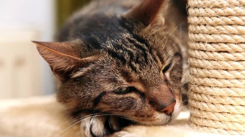 Adorable Brown European Kitten Looking Camera Stock Photo Shutterstock