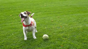 Adorable dog lying, gets up, jumps around a tennis ball. Train and play. Green field of fresh grass. slow motion video footage