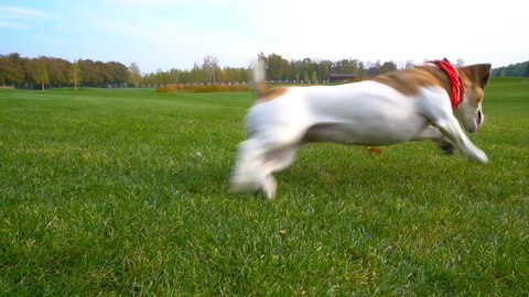puppy tries to catch the ball, wrong, failure. Catch up, it brings toward the camera. Funny dog playing on nature.  slow motion video footage