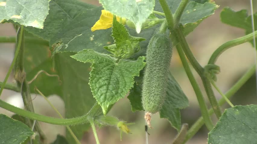 Gherkin cucumber