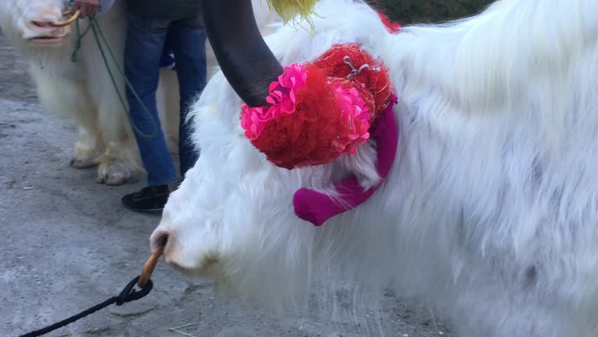 Yak or grunting ox closeup  with people riding  at Tibet village in Sichuan, China 