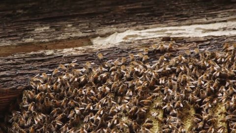 Natural, healthy bee colony