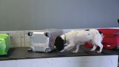 Border dog on a conveyor belt at the airport. Border dog sniffing bags of passengers and looking for drugs and explosives in luggage cargo area.