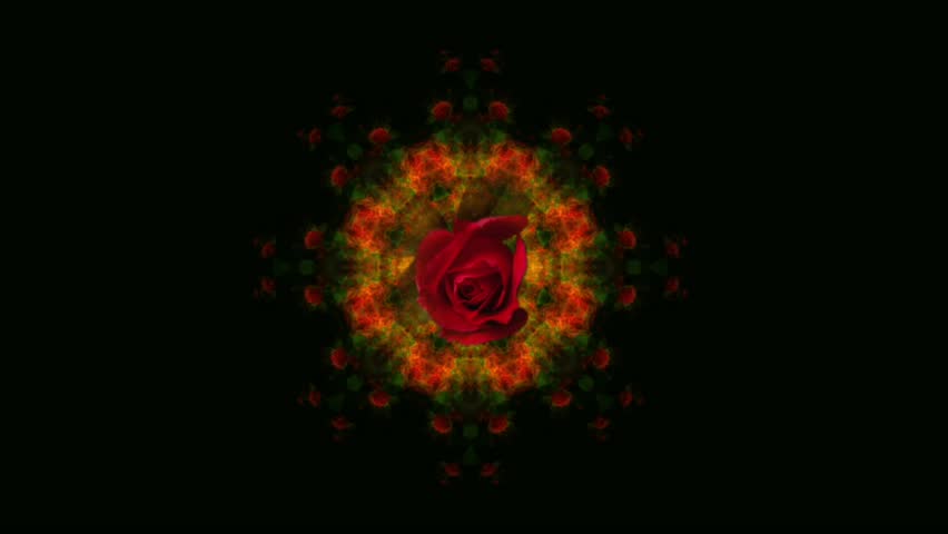 birth and disclosure of a bud of a rose